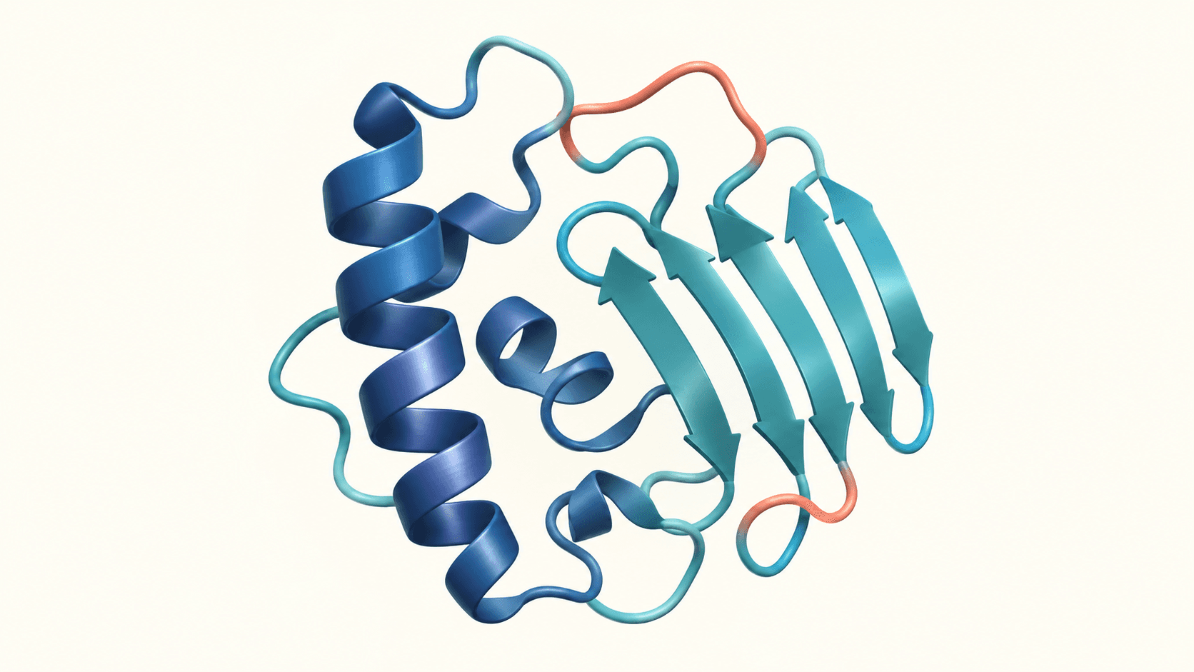 Illustration of an alpha helix and beta sheet in a folded protein